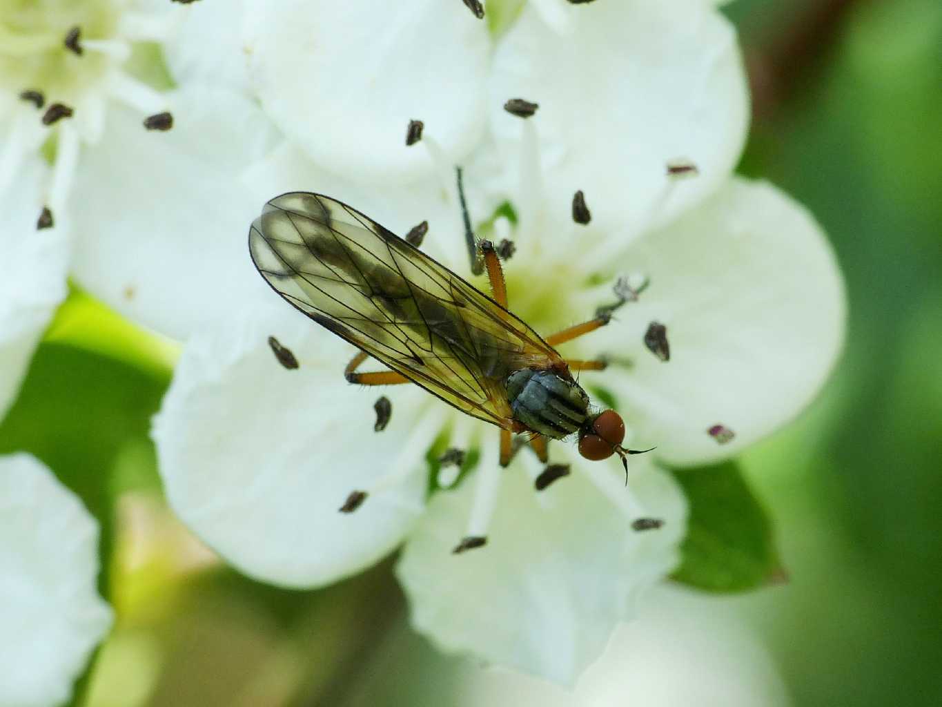 Empis univittata? No. Empis cfr confusa